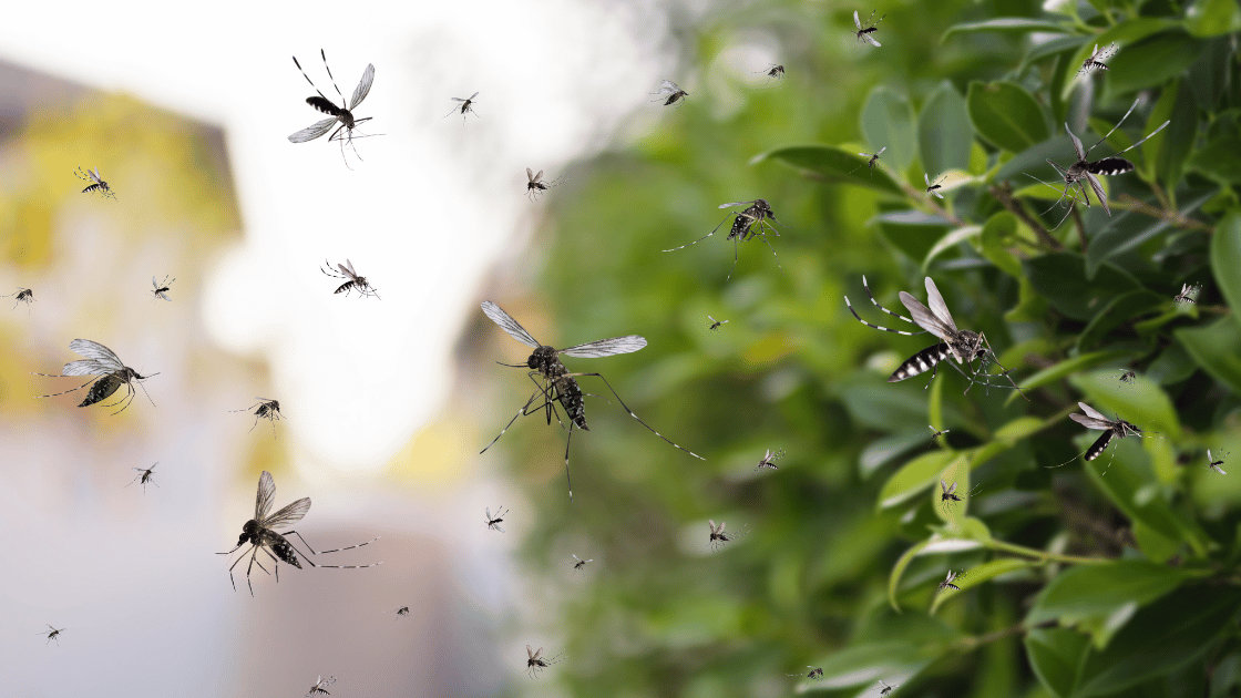 Featured image for &ldquo;Prevenzione zanzare giardino&rdquo;