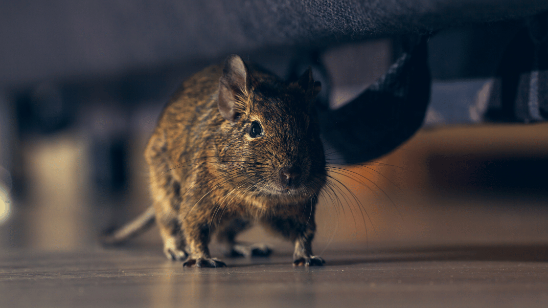 Featured image for &ldquo;Come eliminare i topi in casa&rdquo;